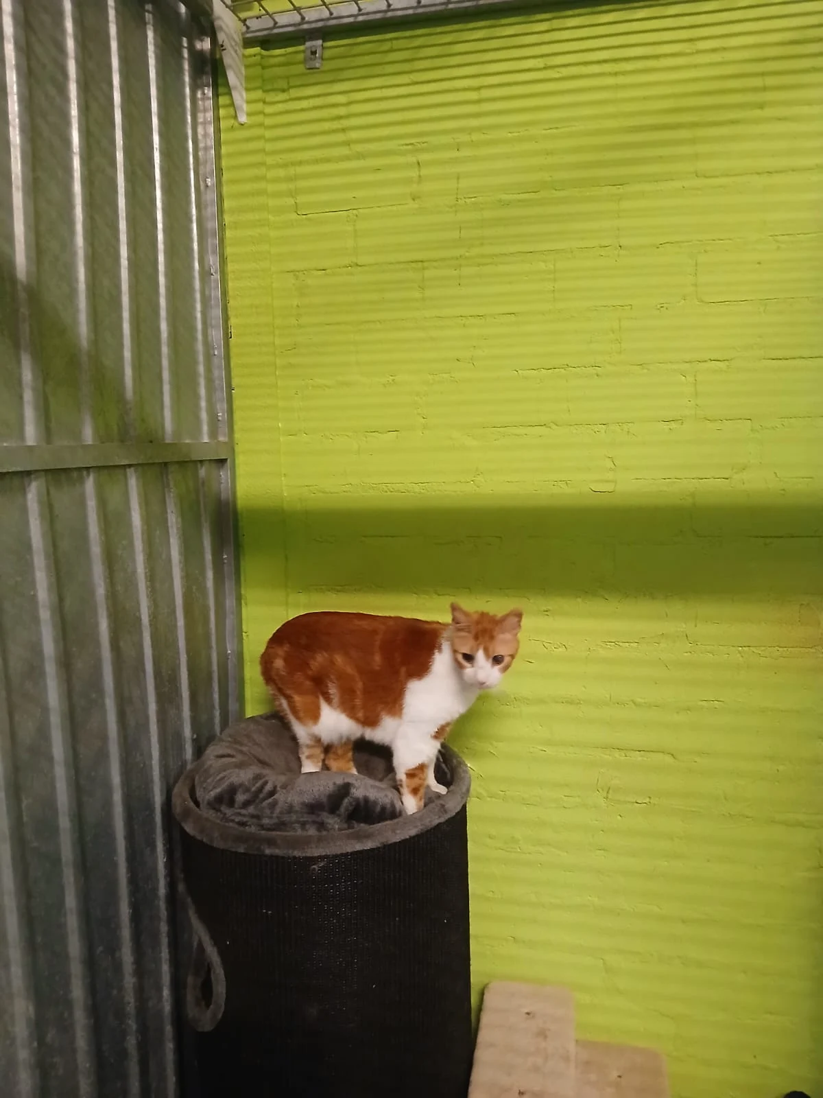 Poezen-Kattenhotel Alinda