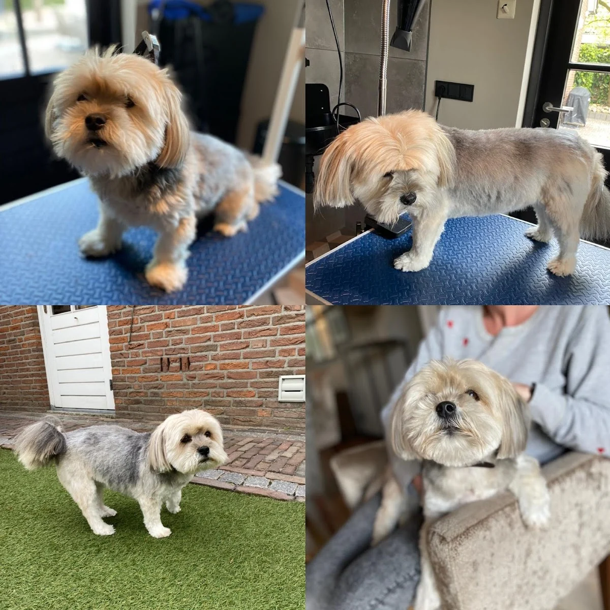 Pom Trimsalon Nijmegen - 2