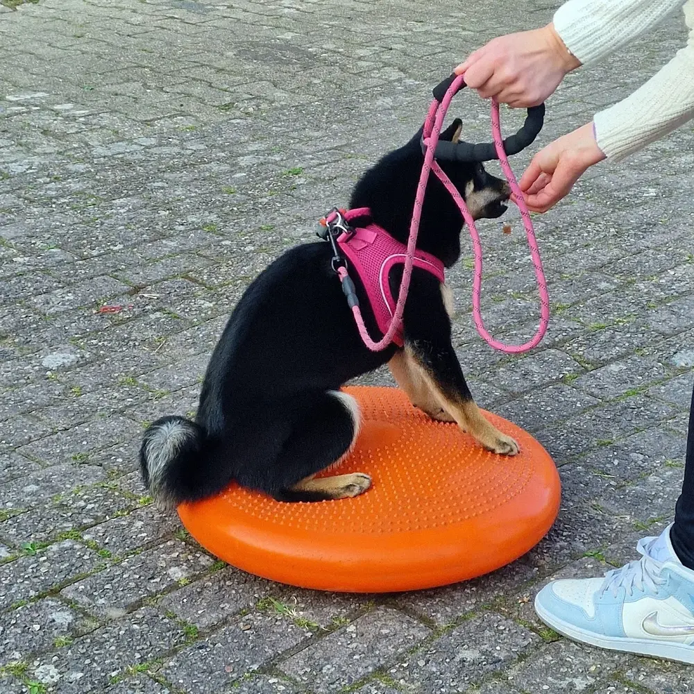 Quiebus hondenschool Pim Hondenopvoeding