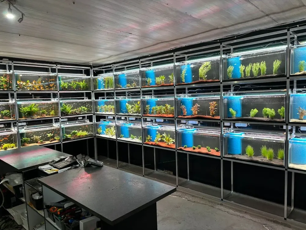 Rebbies Fish