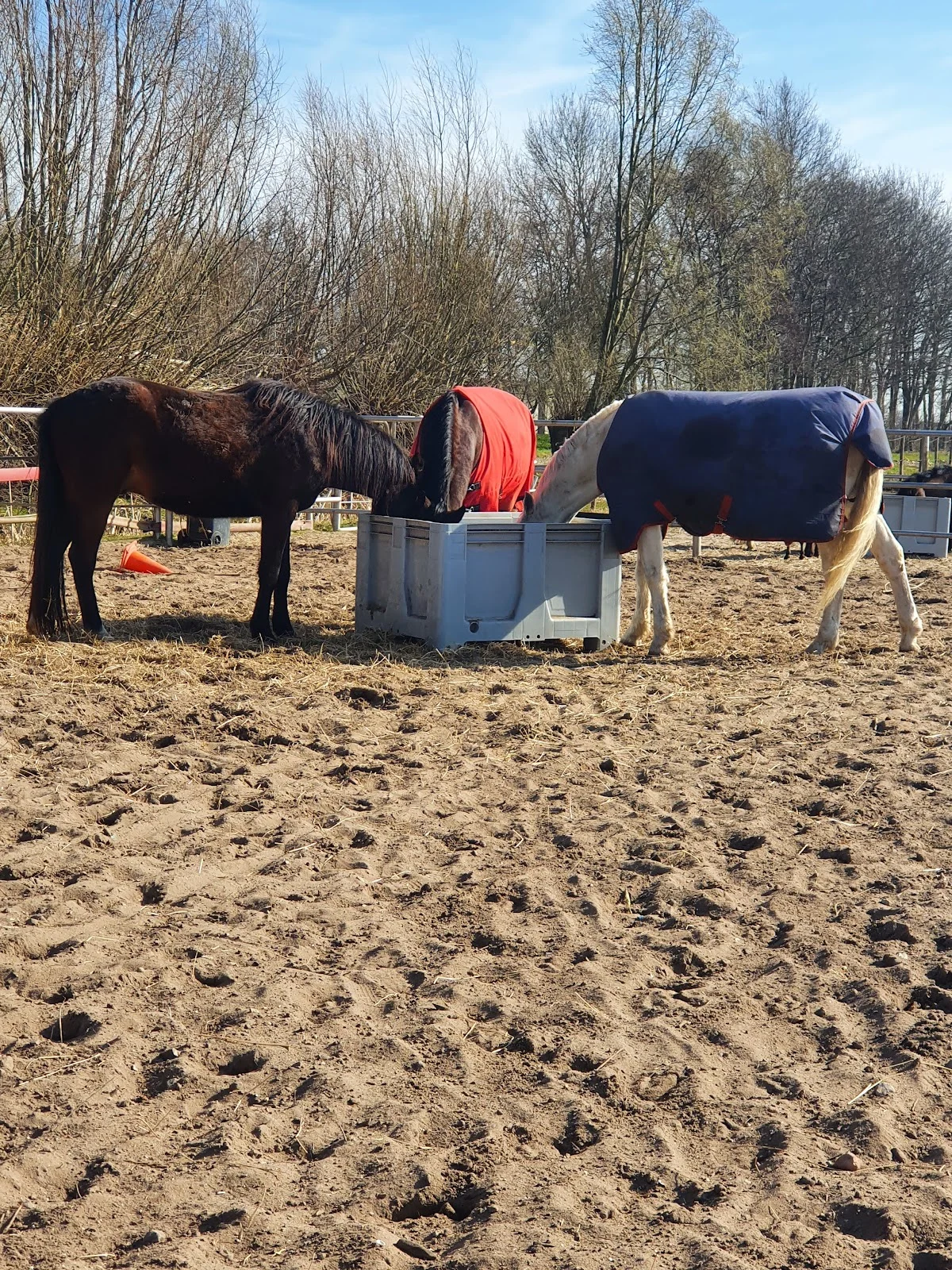 Reijneveld Ranch