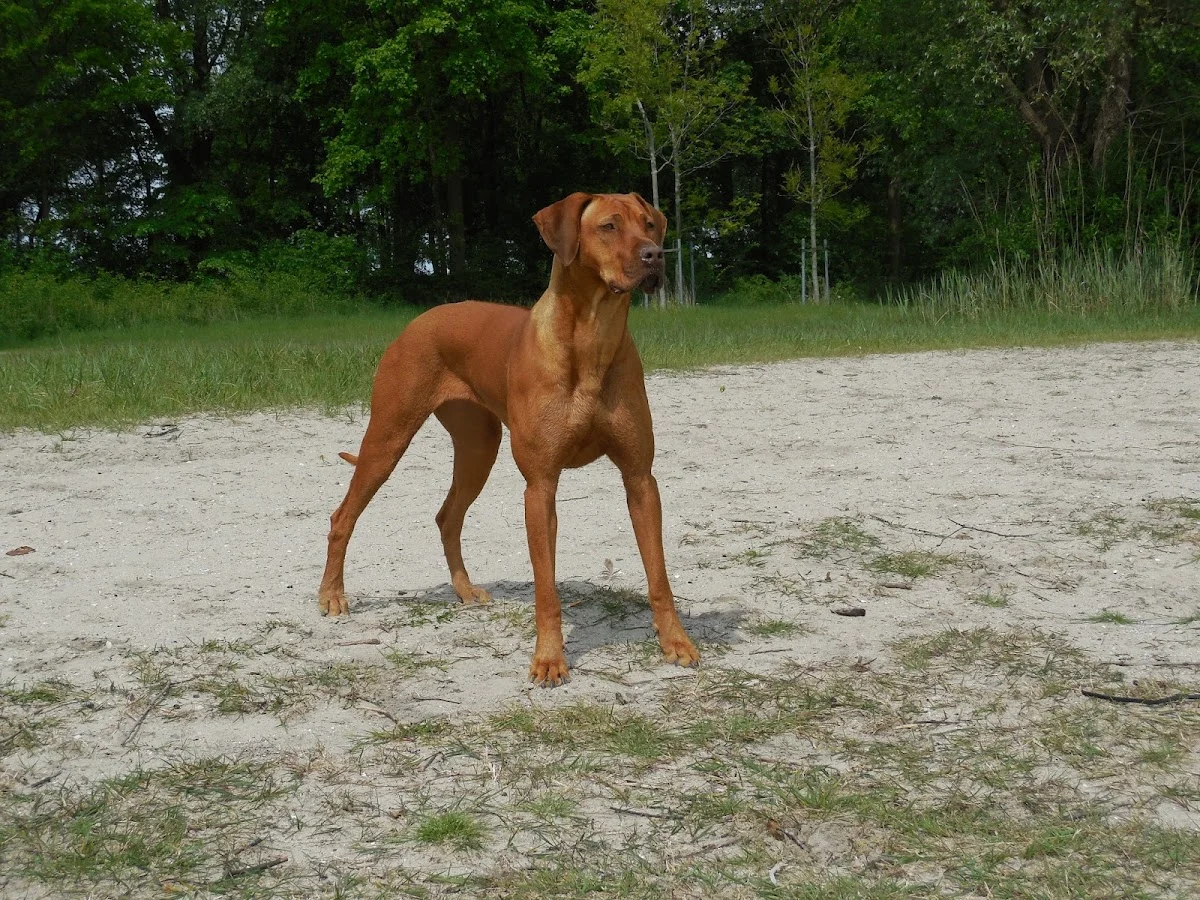 Rhodesian Ridgeback