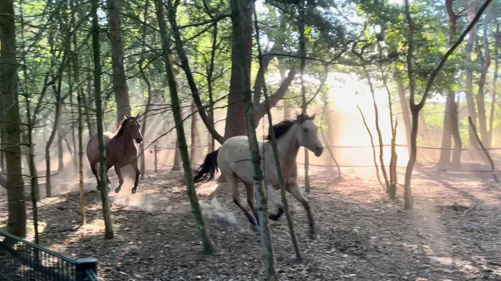 Rijnstone Ranch