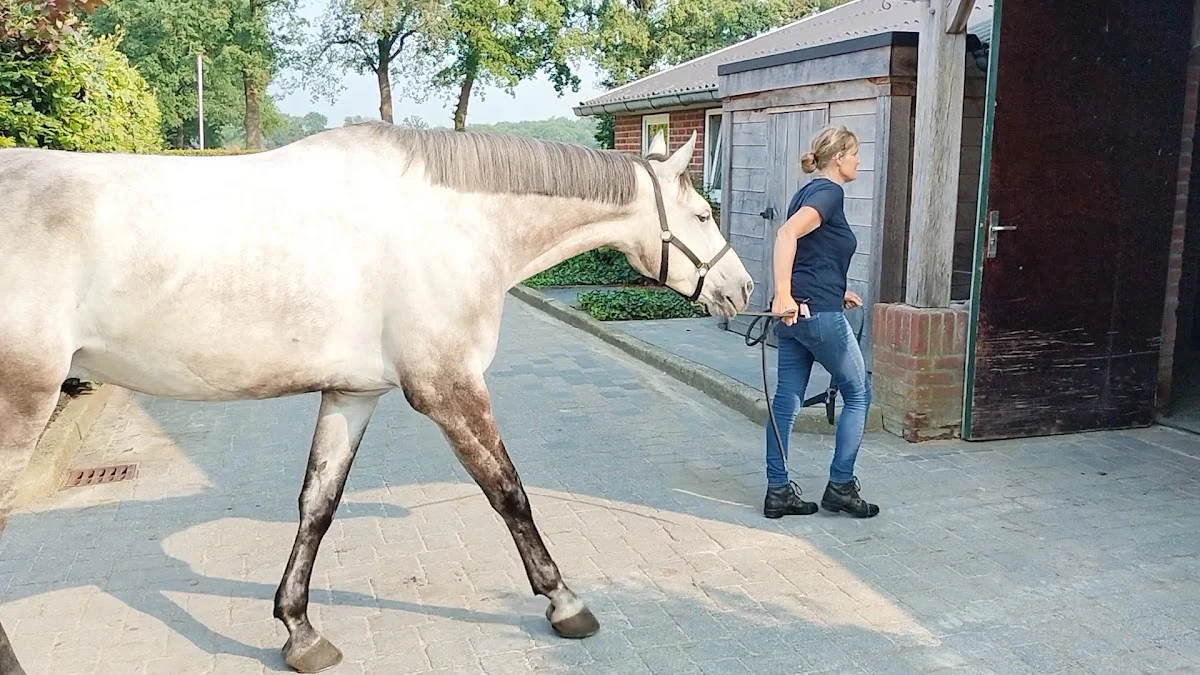 Robert Vos Sporthorses