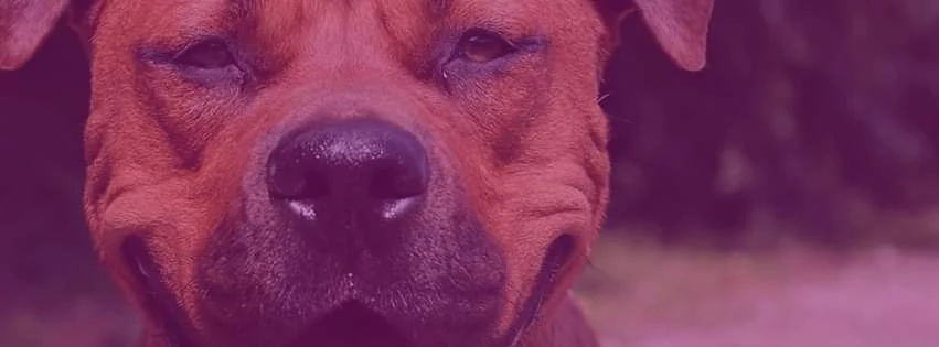 Ron's Total Dog Care