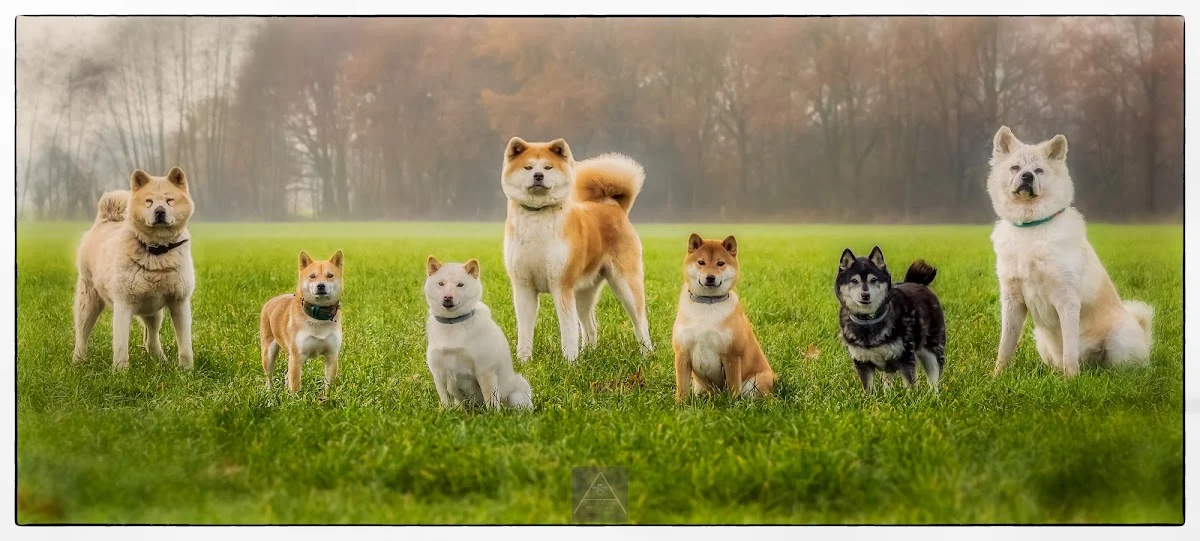 Safe Haven Inu Rescue