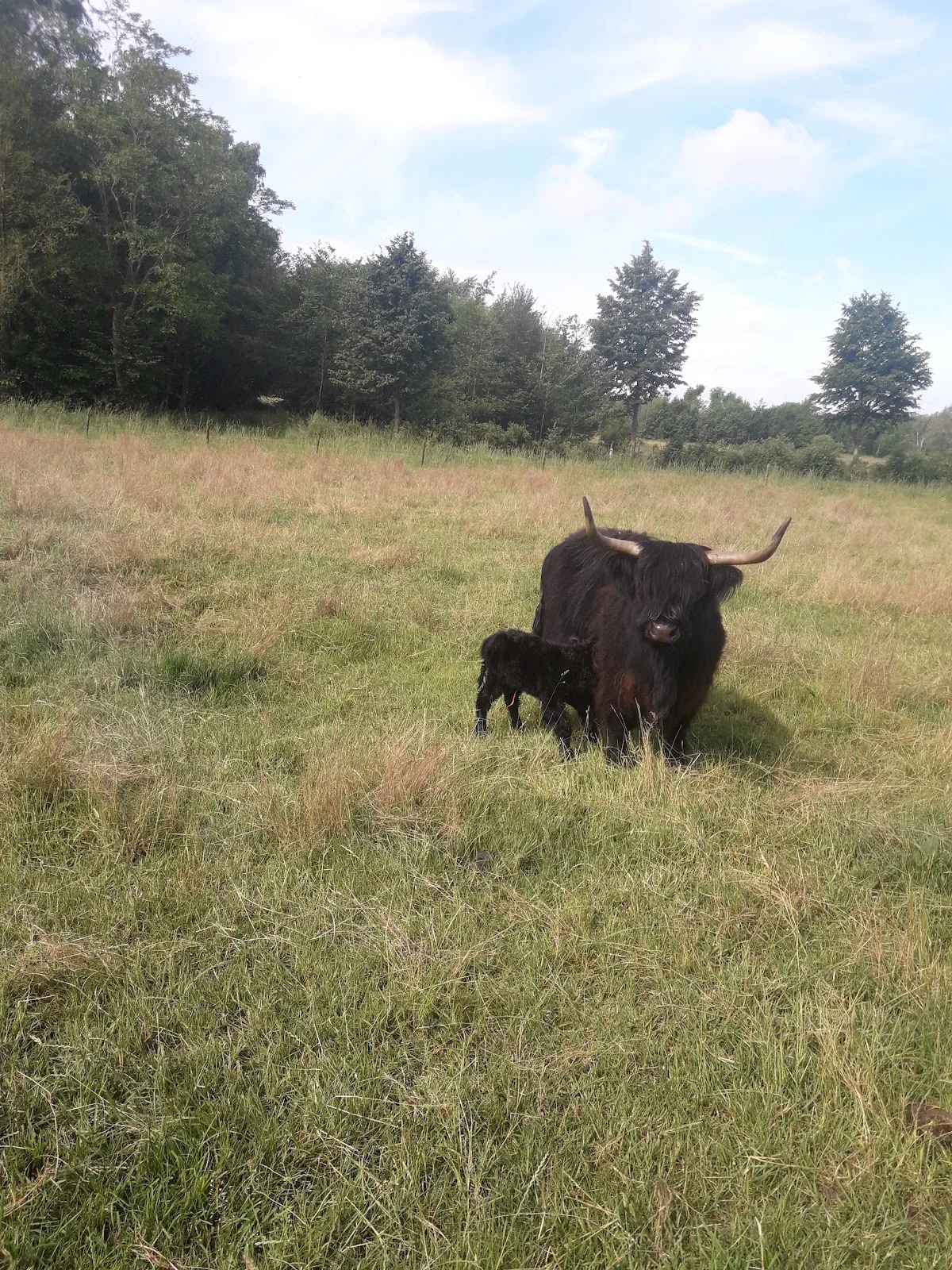 Schotse hooglanders