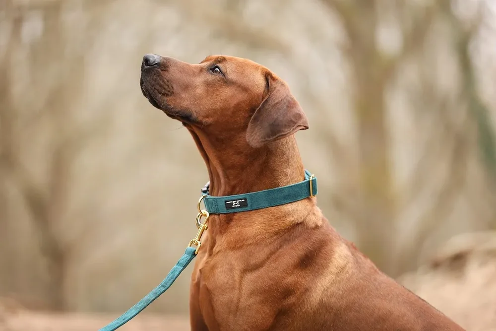 Soof's Pet Supplies - 3