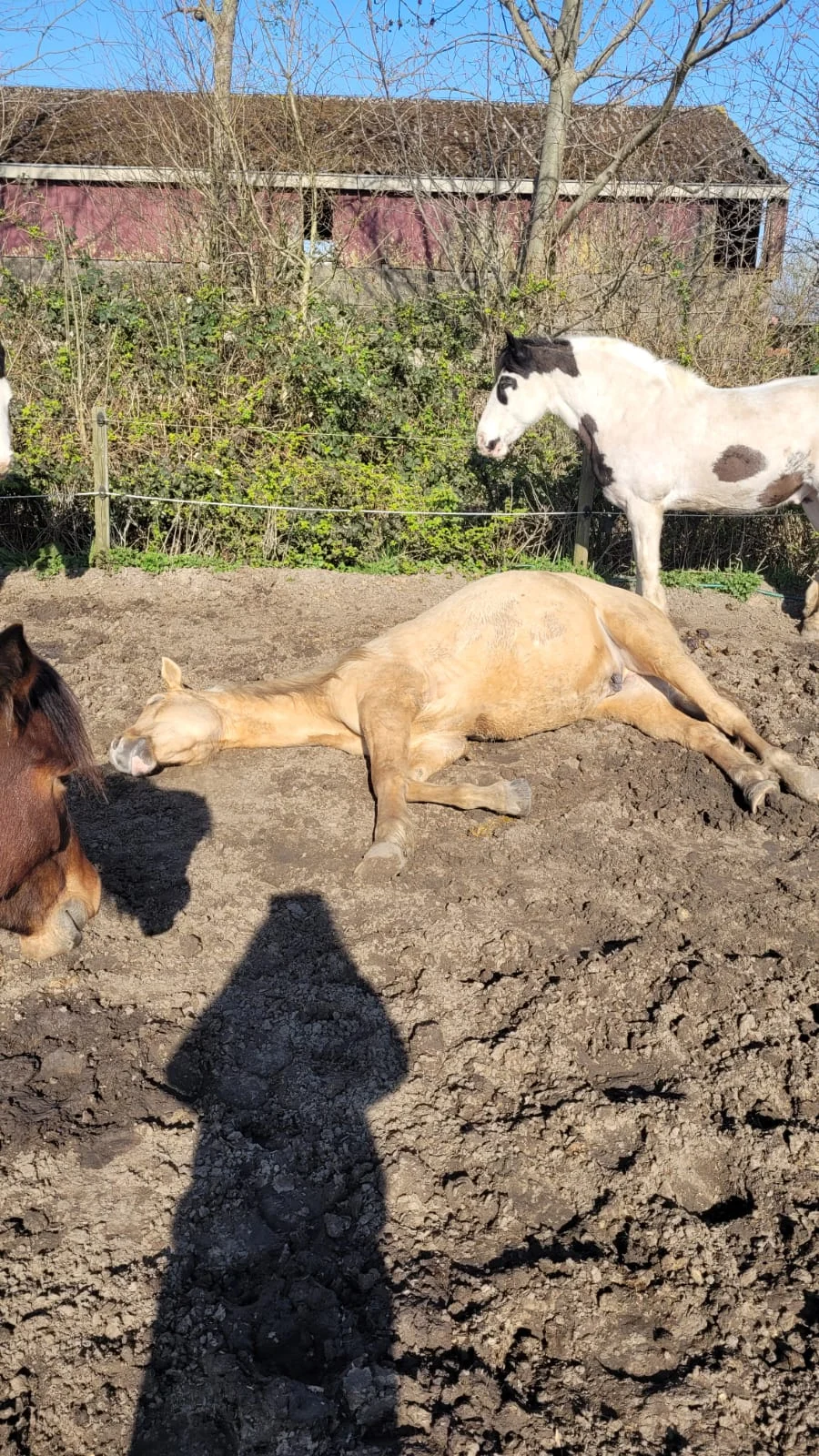 SophieBella - 2