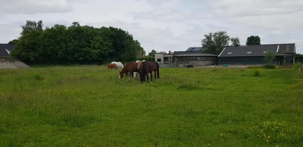 Stal de Utrecht V.O.F. - 3