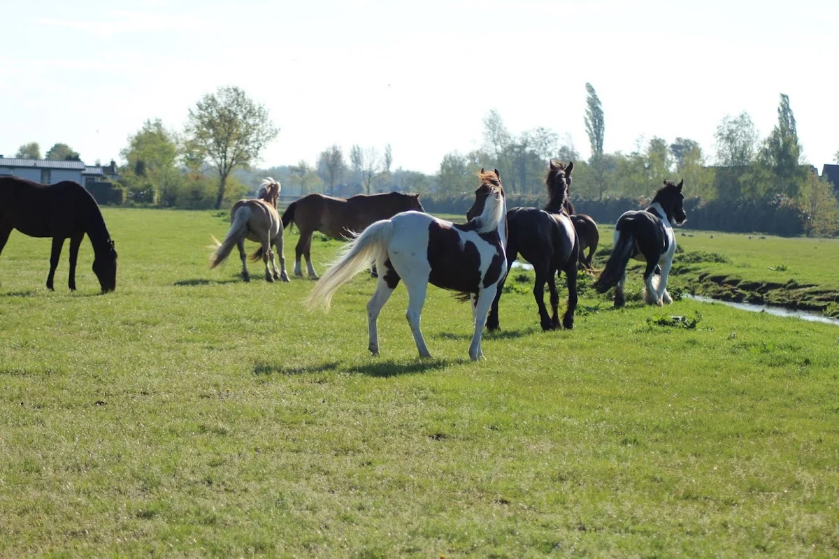 Stal Verwey