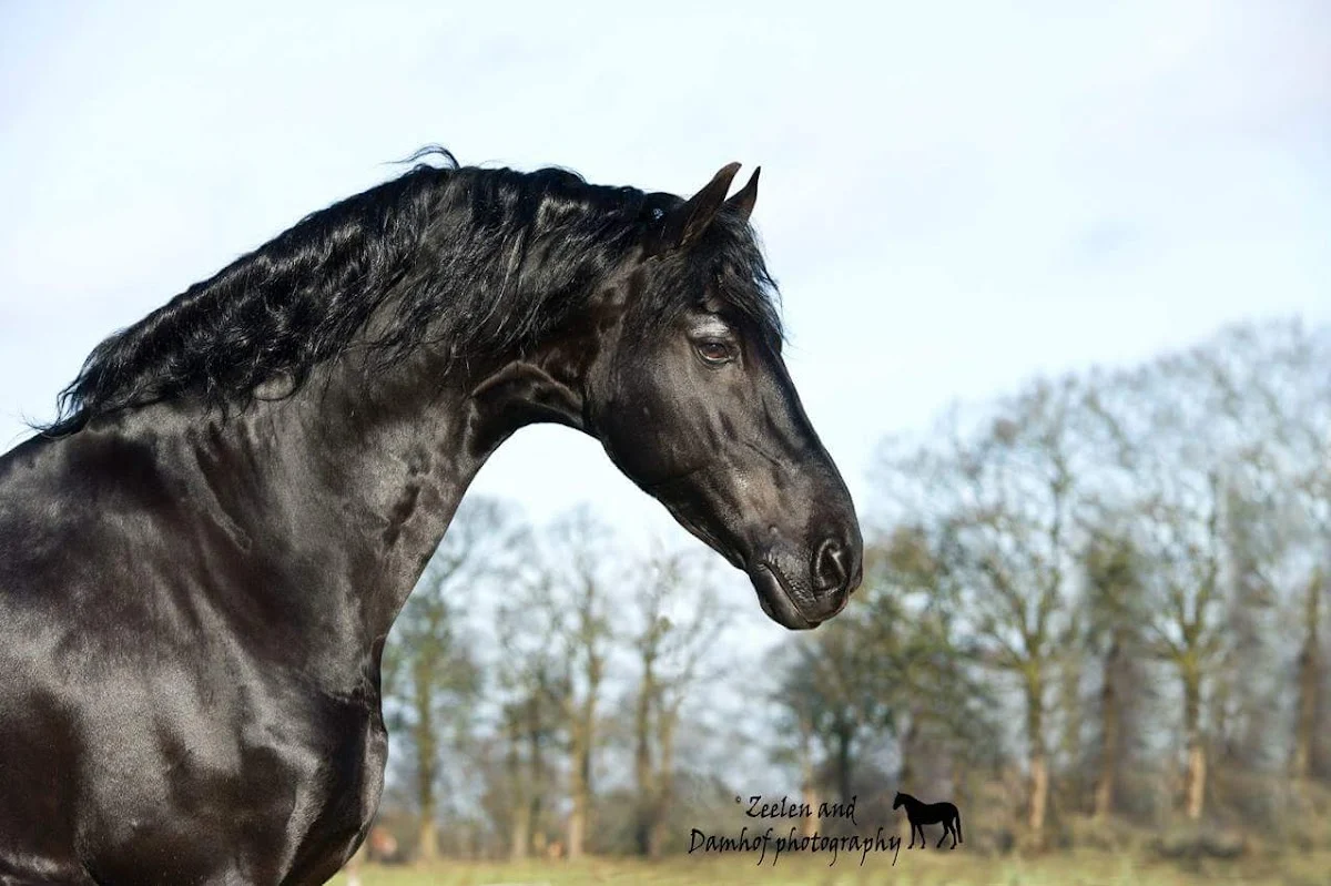 Stal"De Schoone Weide"