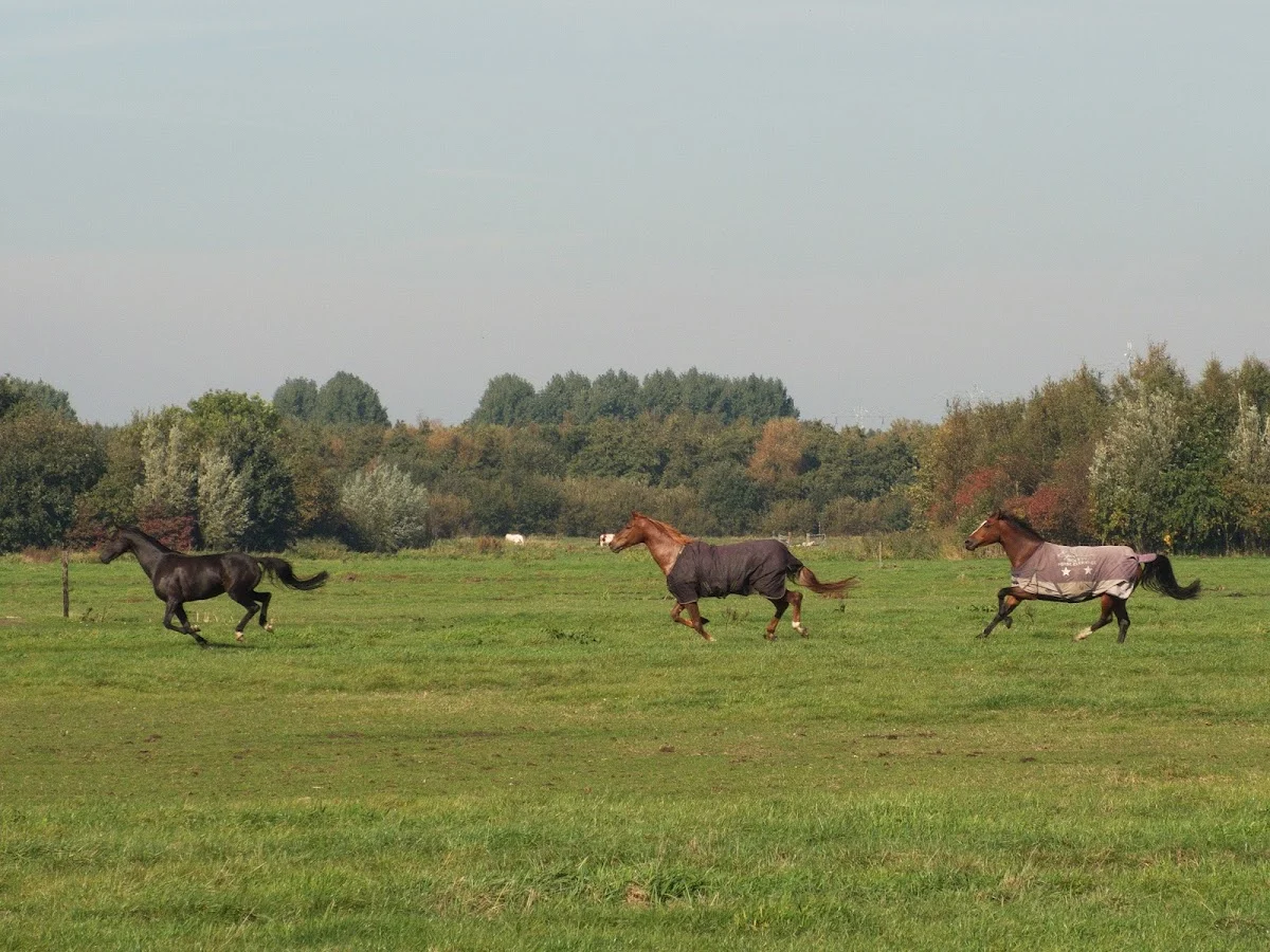 Stalling 't Einde
