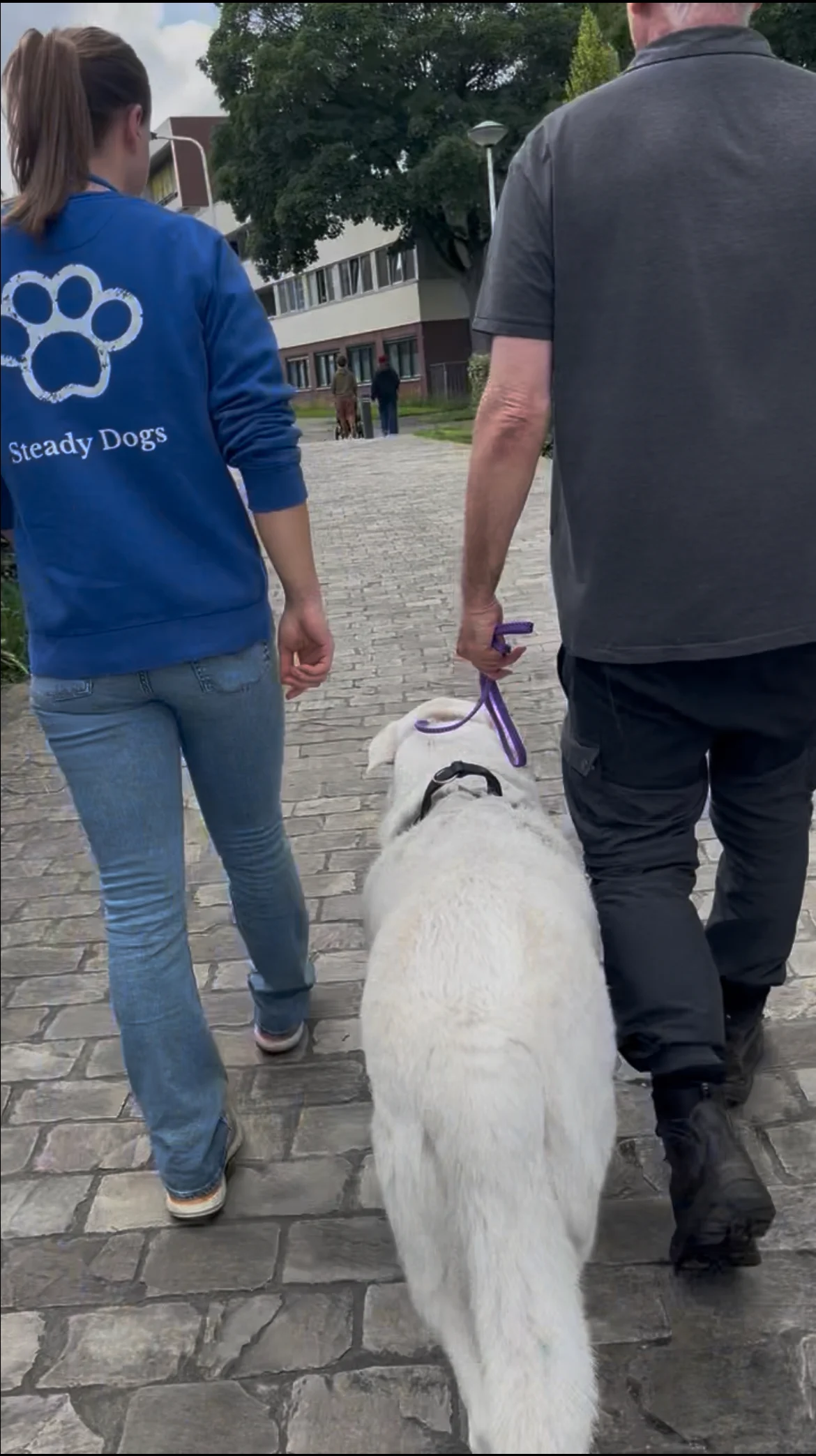 Steady Dogs NL - 2