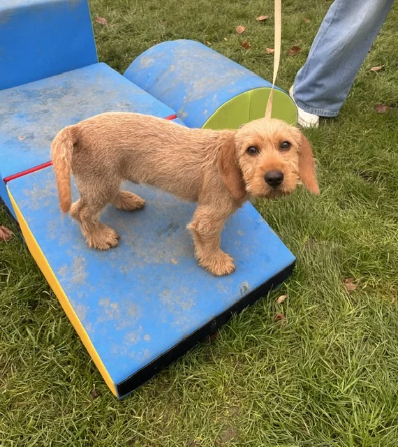 Steady Dogs NL - 3