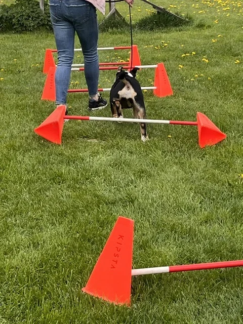 Steady Dogs NL - 4