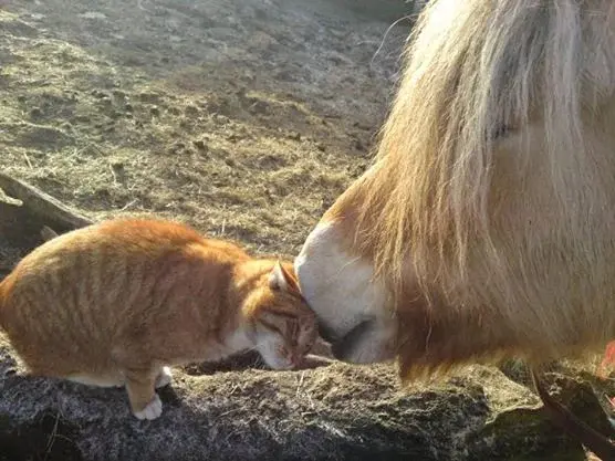 Stg. Landel. Inspectiedienst Dierenbescherming