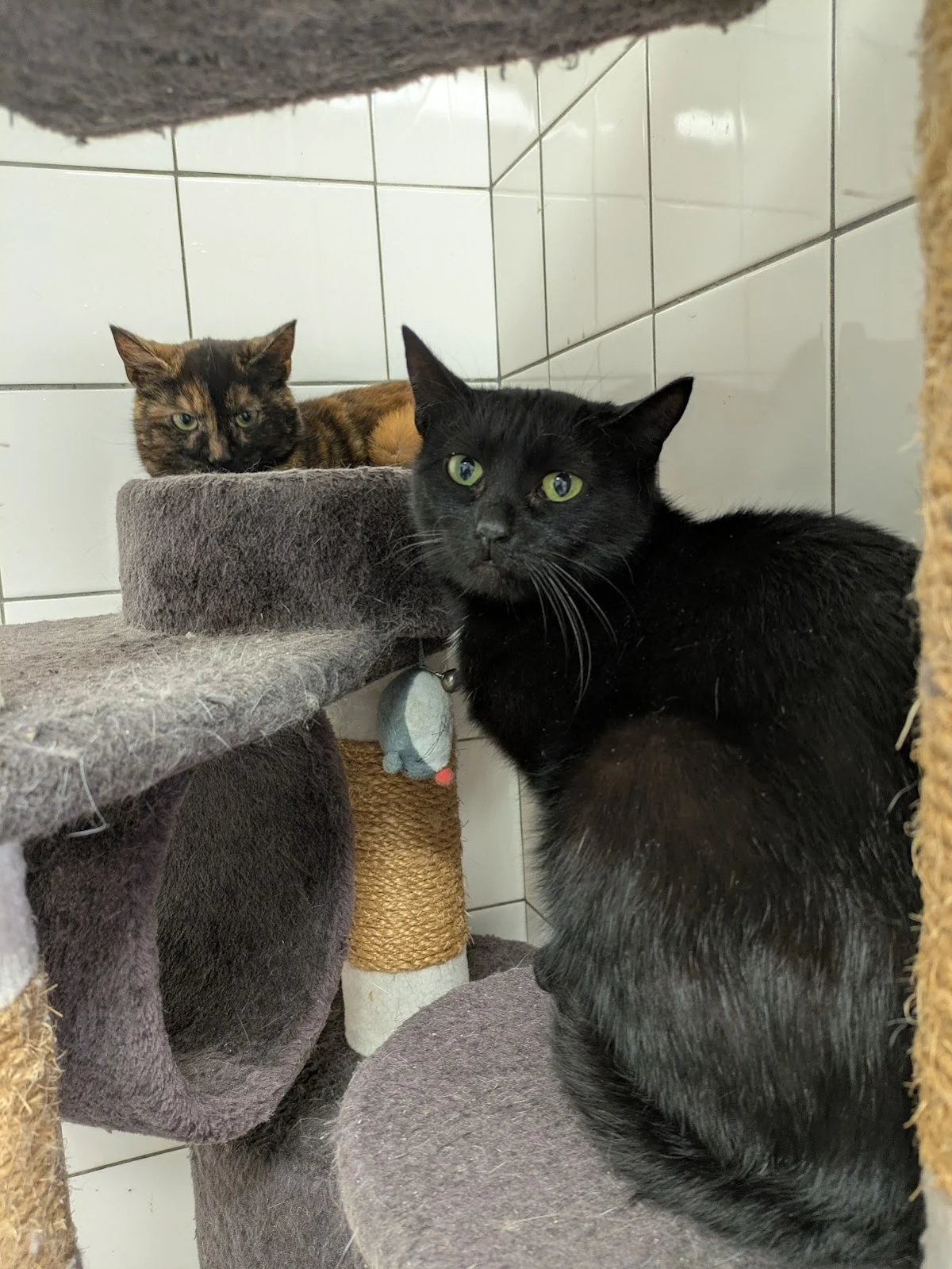 Stichting Animal's Faith