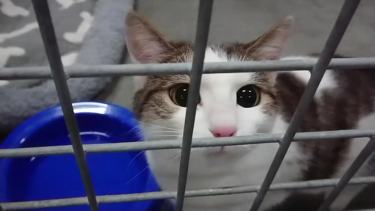 Stichting Dierenambulance en Dierenasiel Helmond - 2