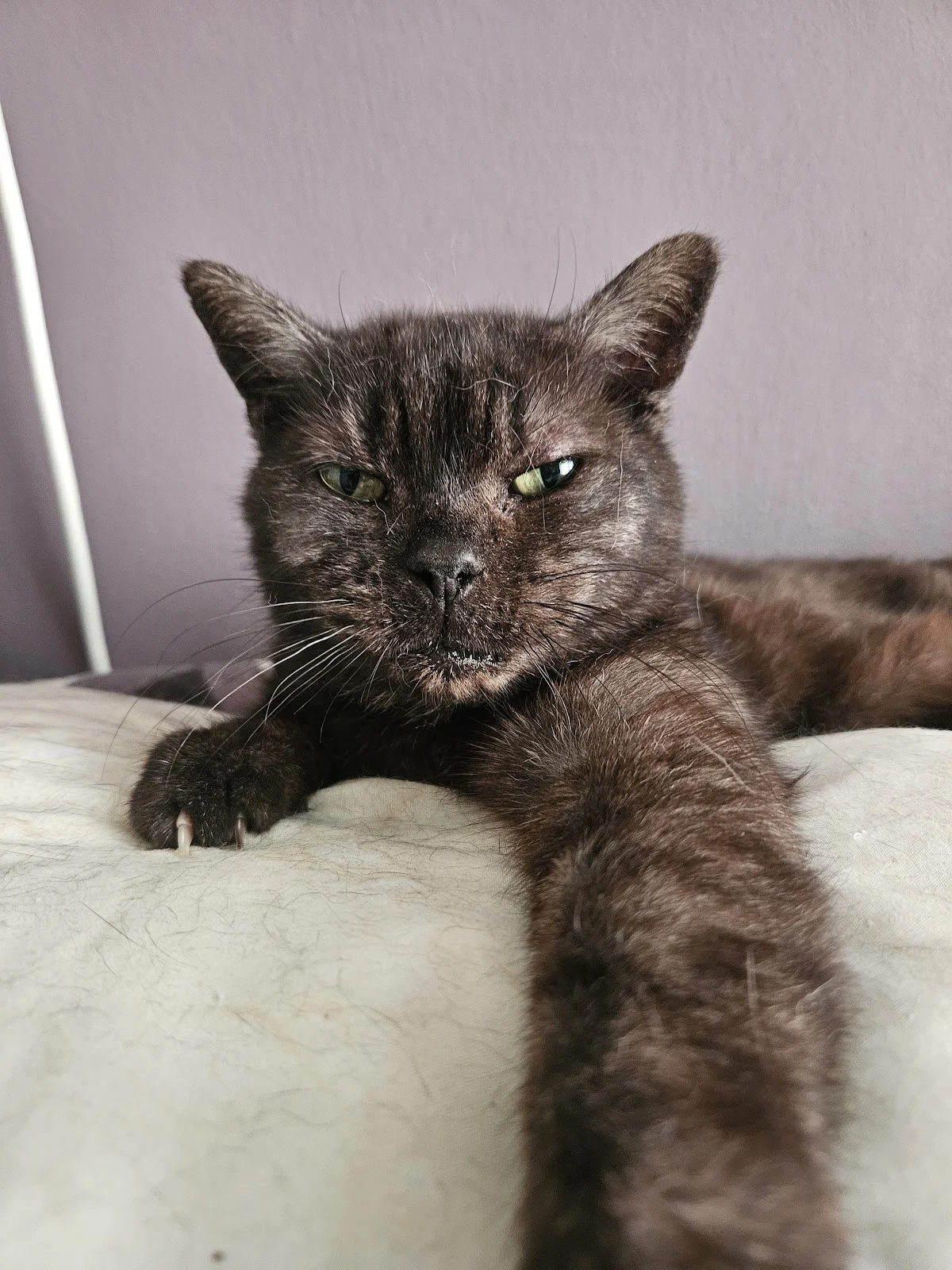 Stichting dierenasiel Zeeuwsch Vlaanderen