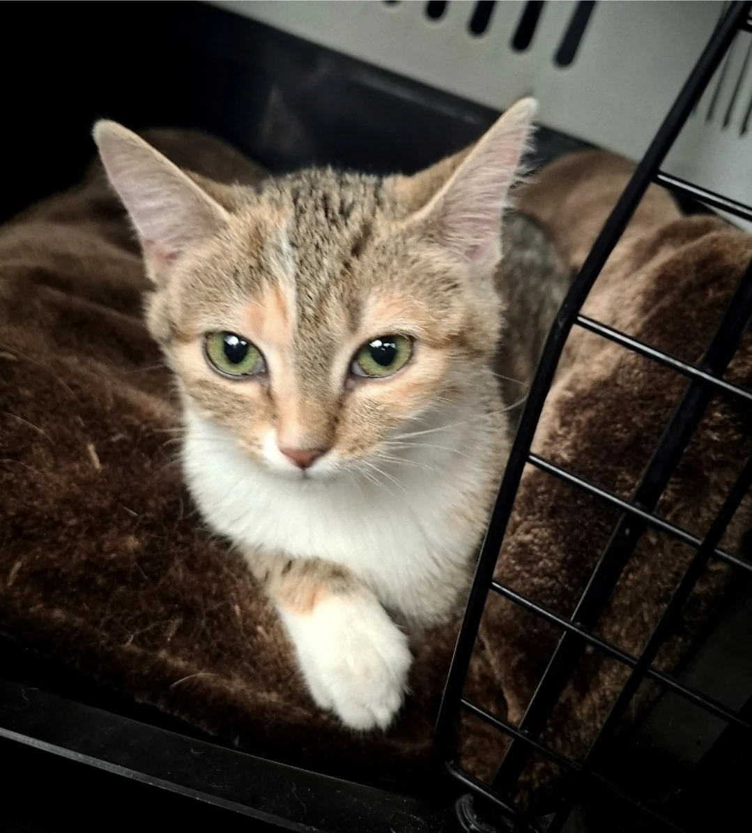Stichting Dierencentrum Achterhoek