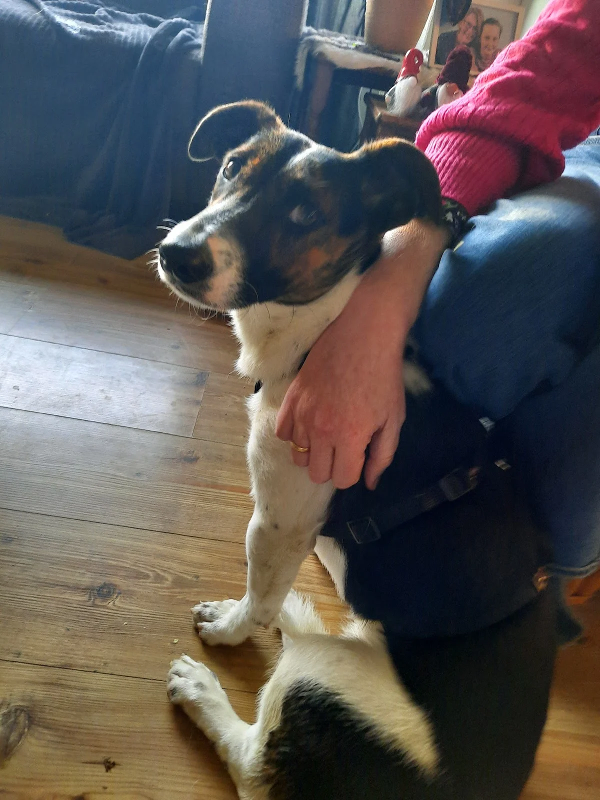 Stichting Dierencentrum Friesland