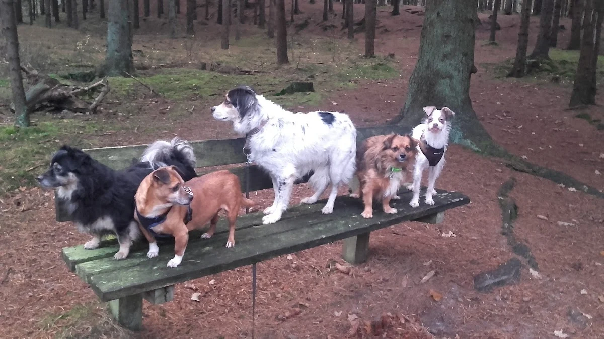 Stichting Dierenmissies - 2