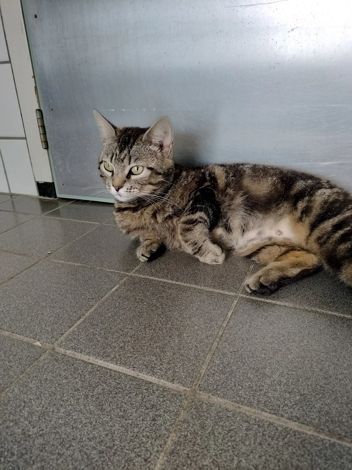 Stichting Dierentehuis Vijfheerenlanden