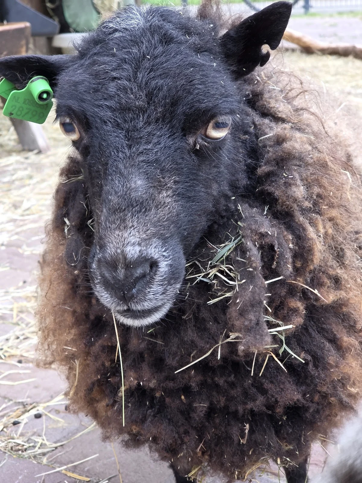 Stichting Dierenweide de Kraal - 2