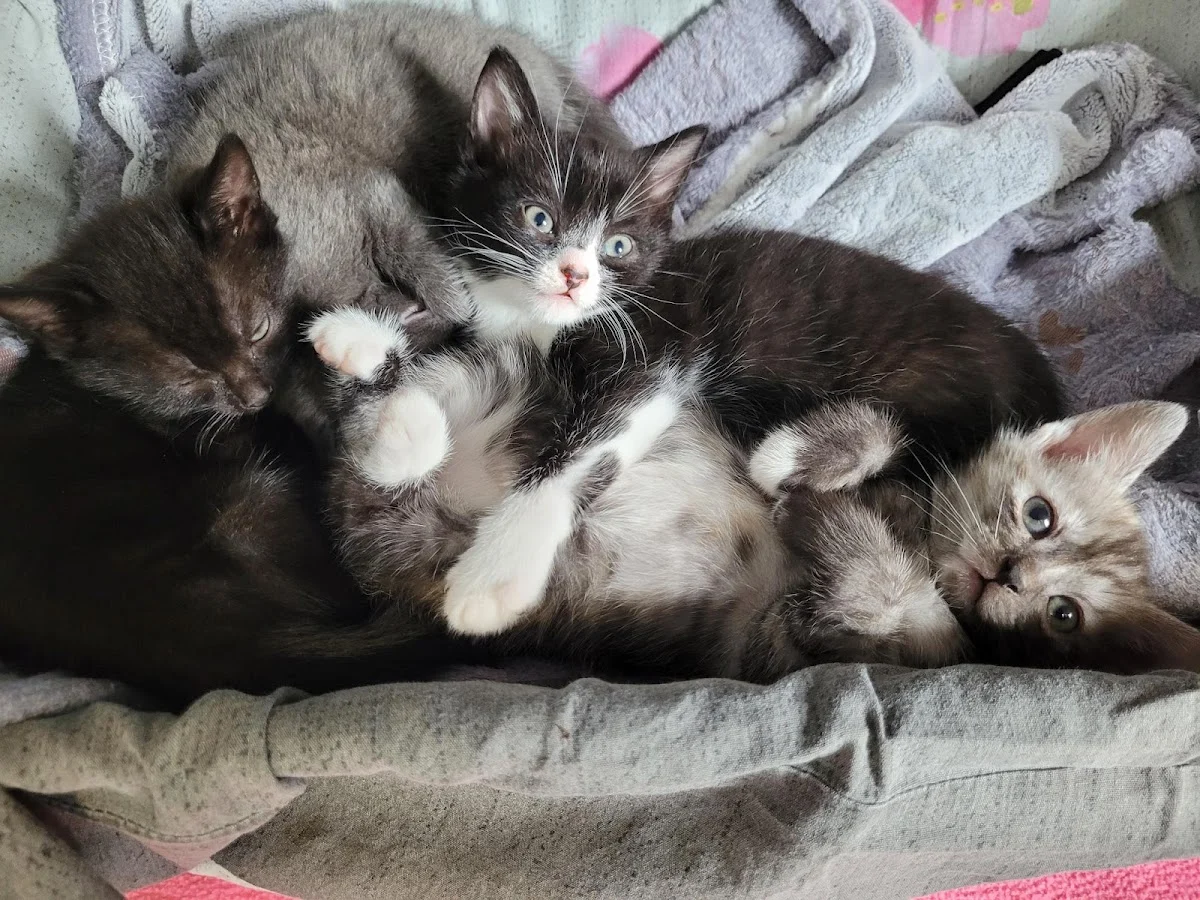 Stichting Haags Dierencentrum