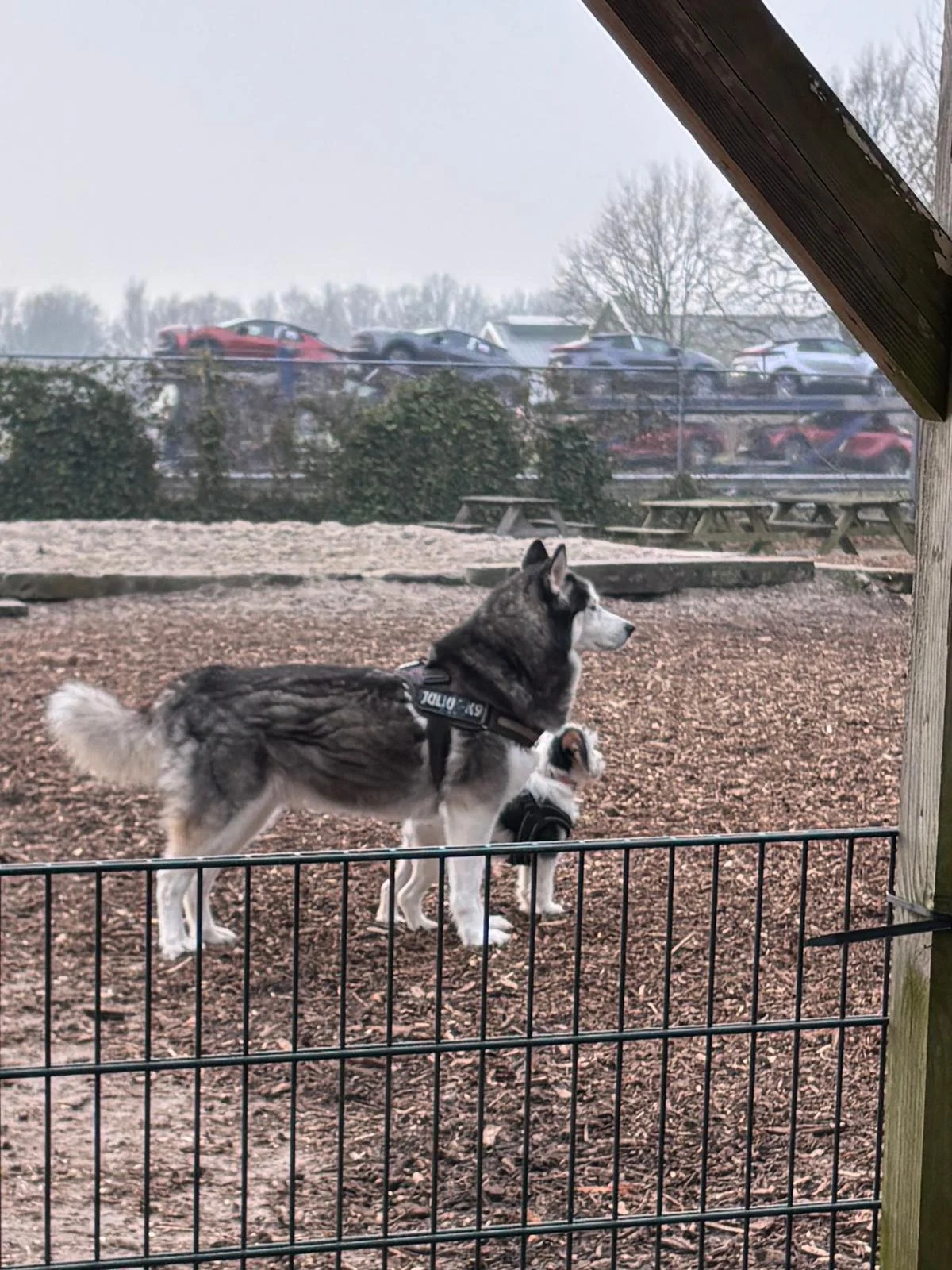 Stichting Hondenspeeltuin Hoogeveen - 2
