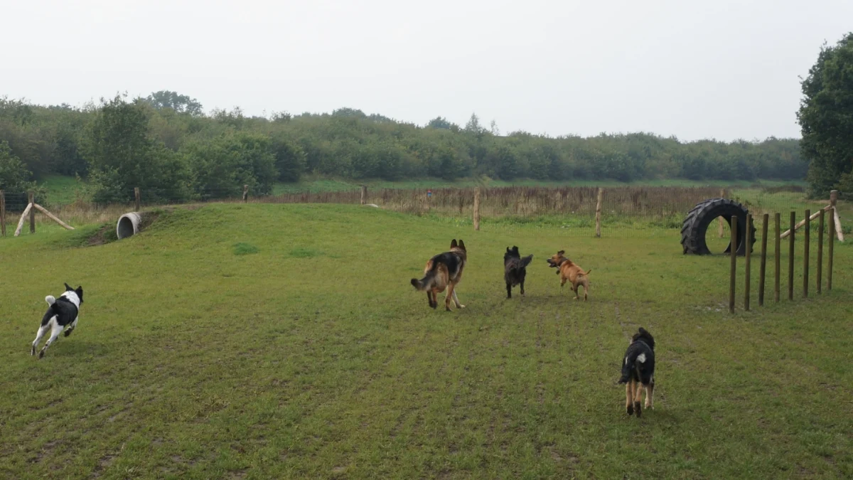 Stichting Hondenspeeltuin Wierden (open van zonsopgang tot zonsondergang)
