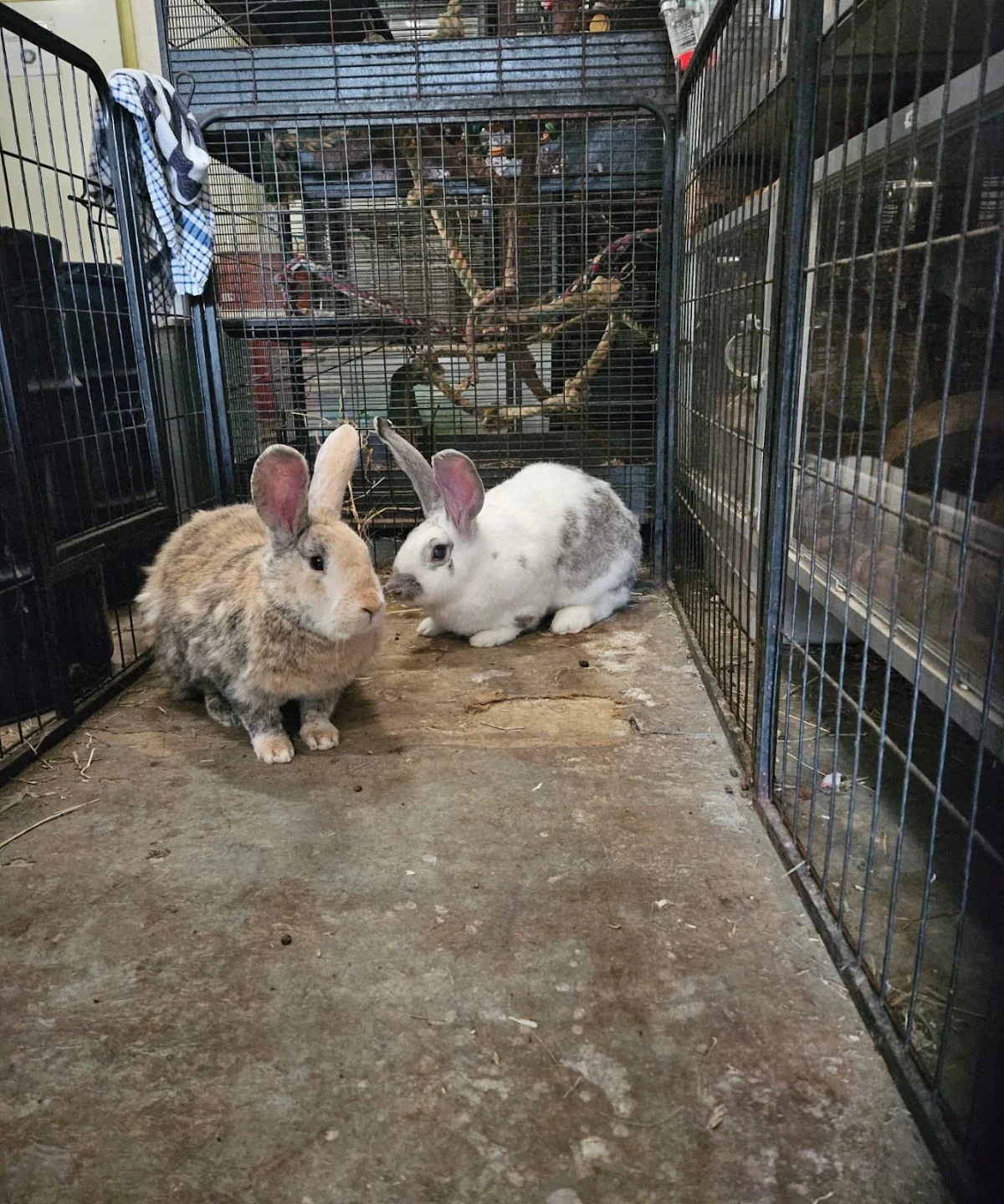 Stichting Knaagdierenopvang Het Knagertje