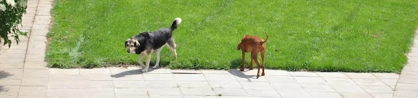 Stichting Rijpickerwaard