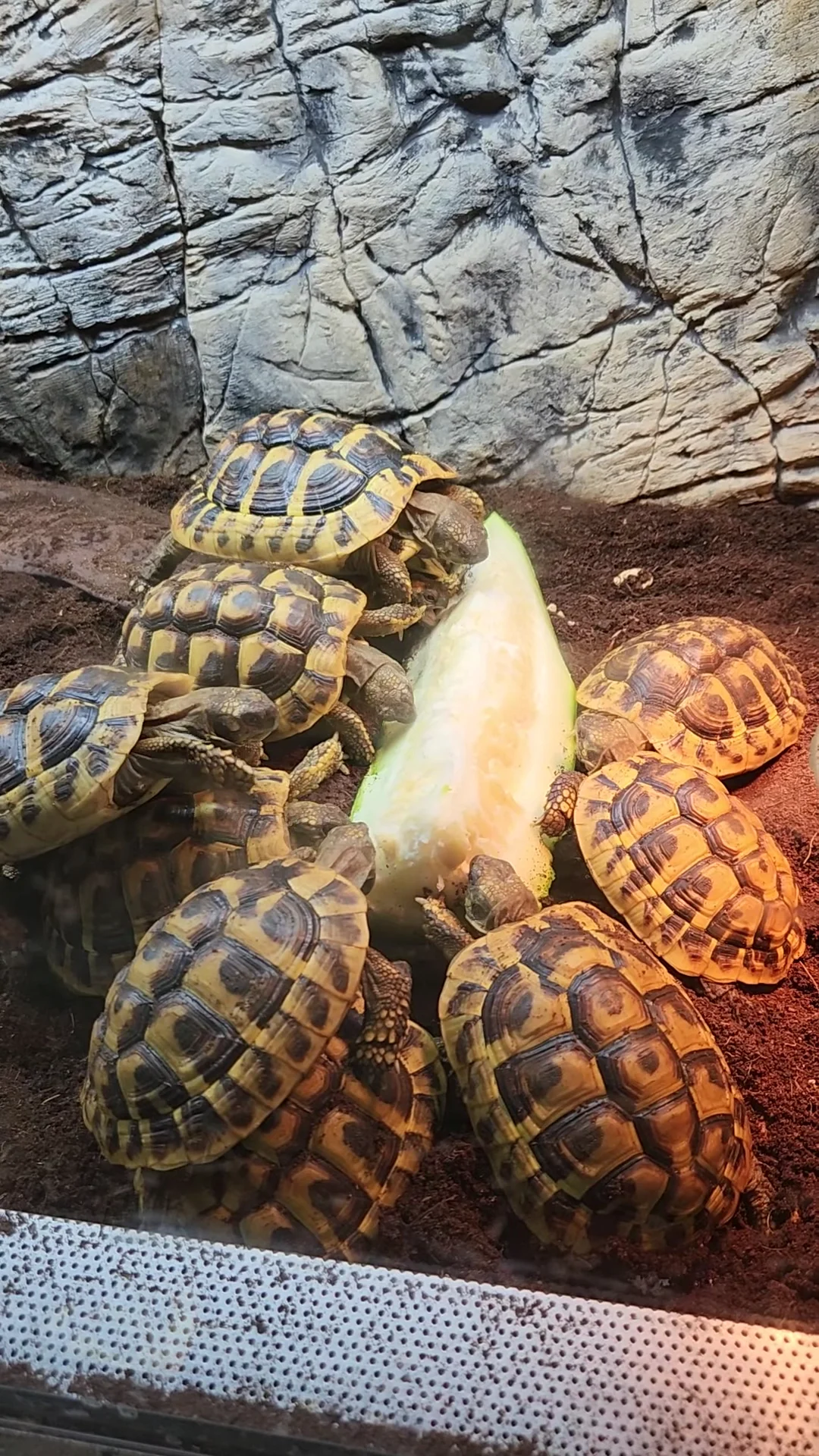Stichting Schildpaddenopvang Nederland te Harkema - 3