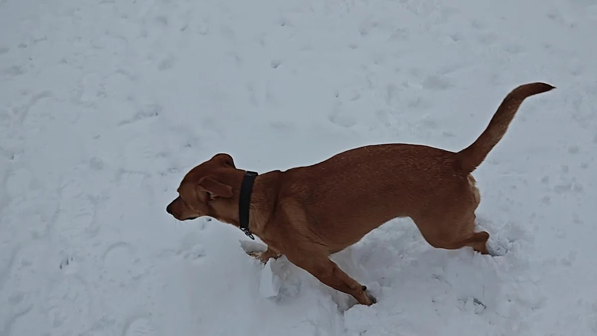 Stichting Sos Dogs Nederland