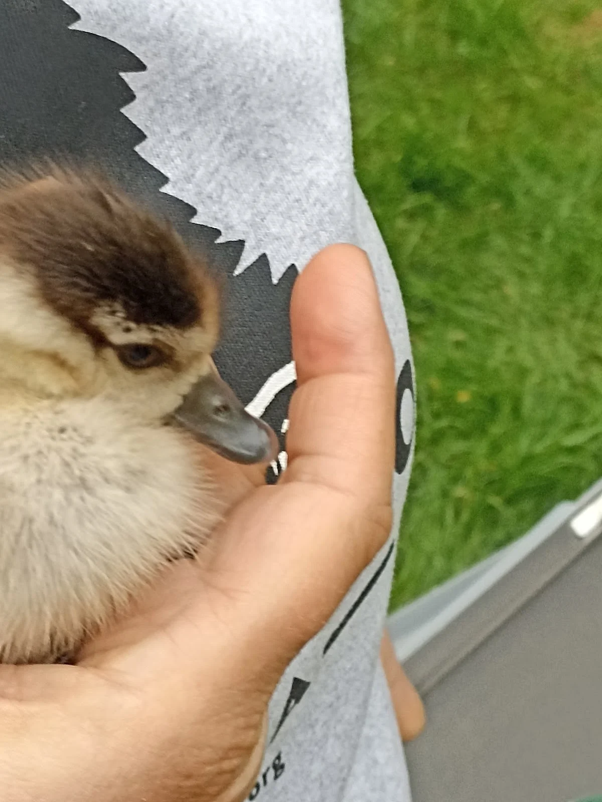 Stichting Vogelasiel Bergen-L