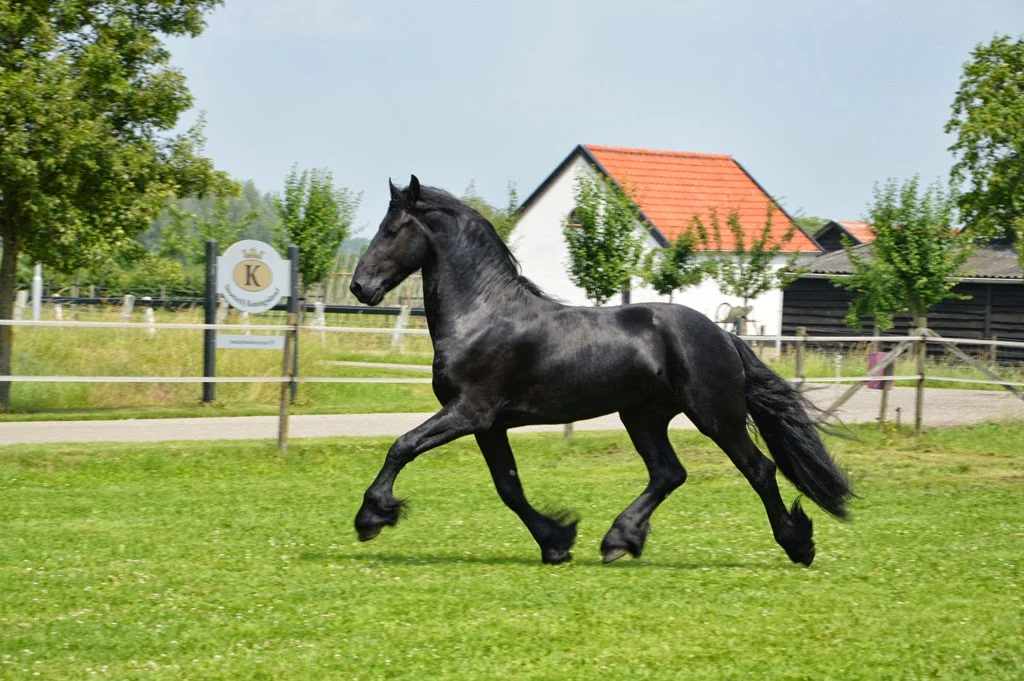 Stoeterij Koningsland