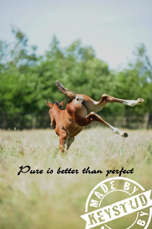 Studfarm Keystud
