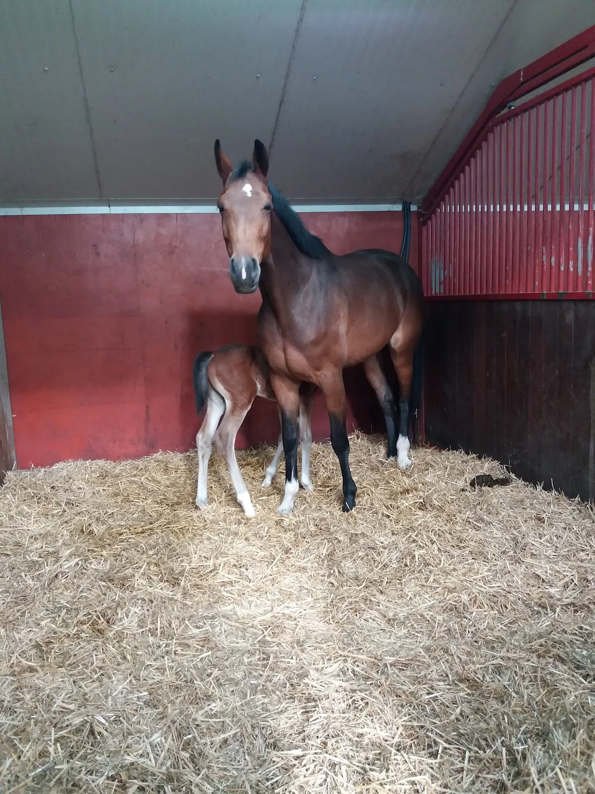 Tarpania Stable - 2