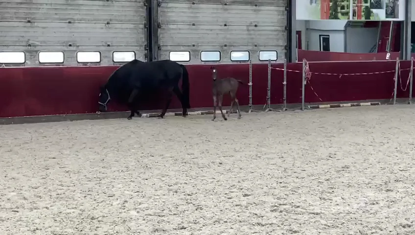 Tarpania Stable - 3