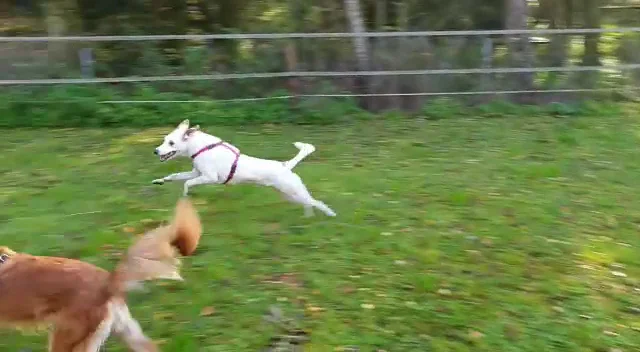 Teamspirit And Dogs - 3