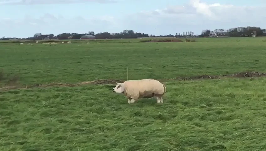 texelaar fokbedrijf it WYTFEAN
