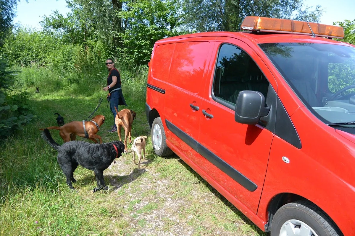 The A-Team hondenuitlaatservice en -opvang