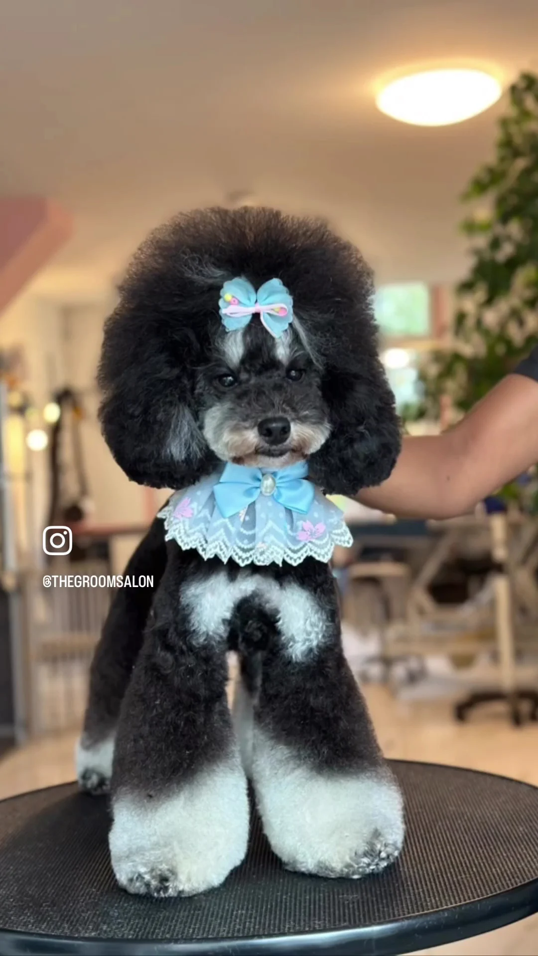 The Groom Salon🐩 - 3