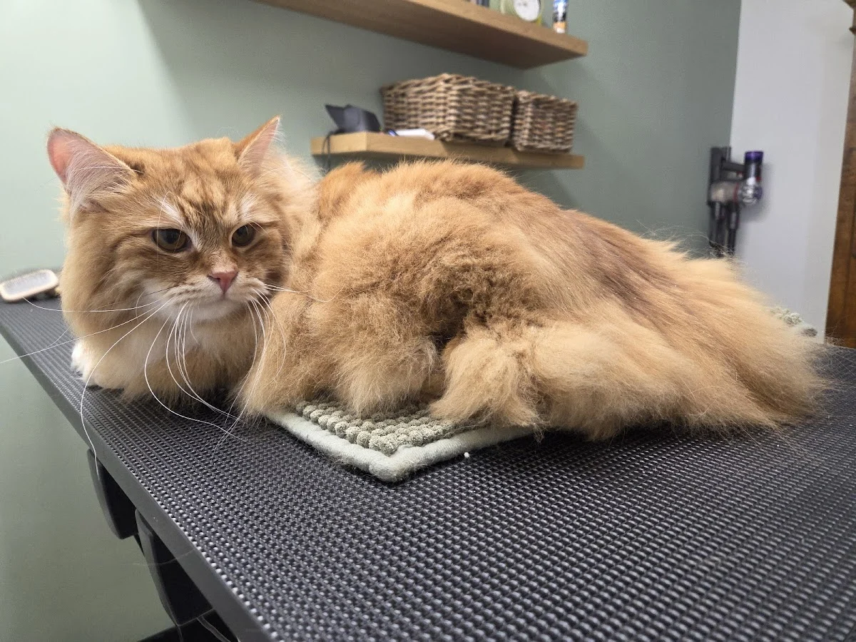 Trimboutique Majesteit🐈‍⬛