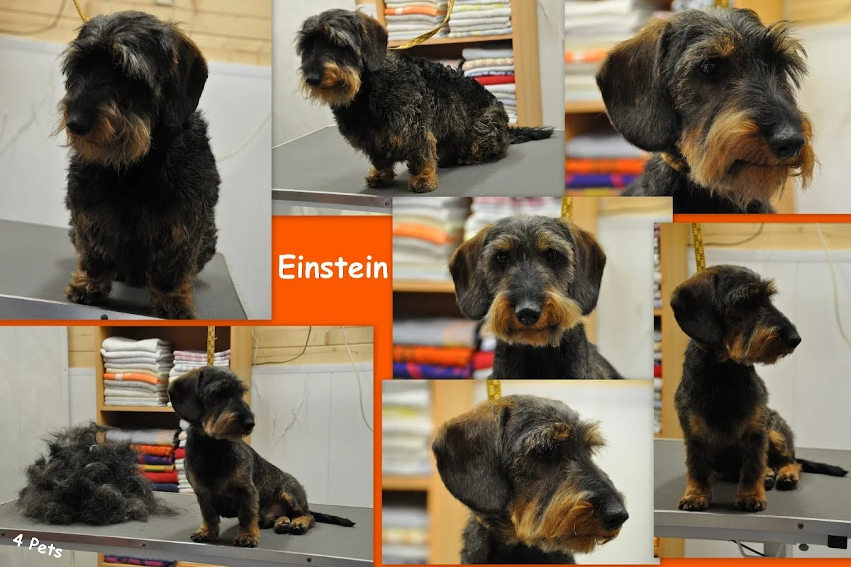 Trimsalon 4 PETS - 3