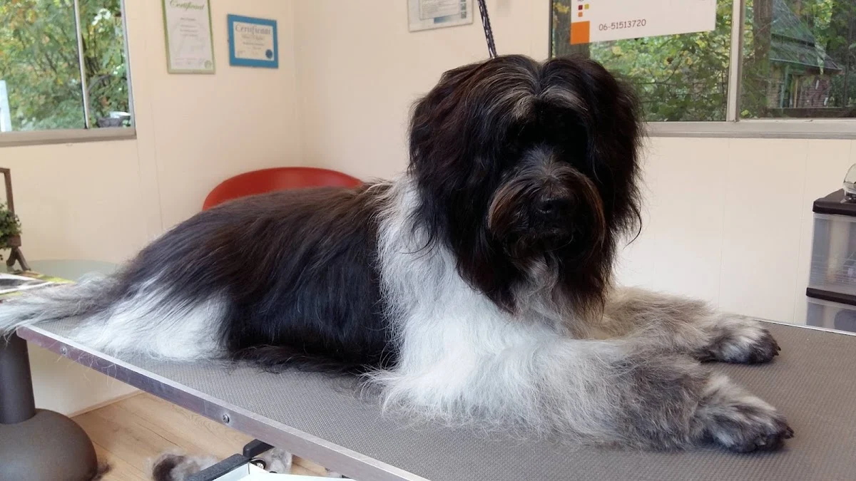 Trimsalon 4 PETS