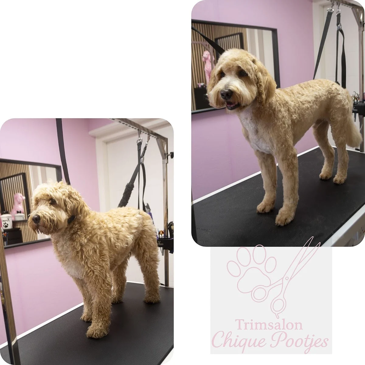 Trimsalon Chique Pootjes🐩