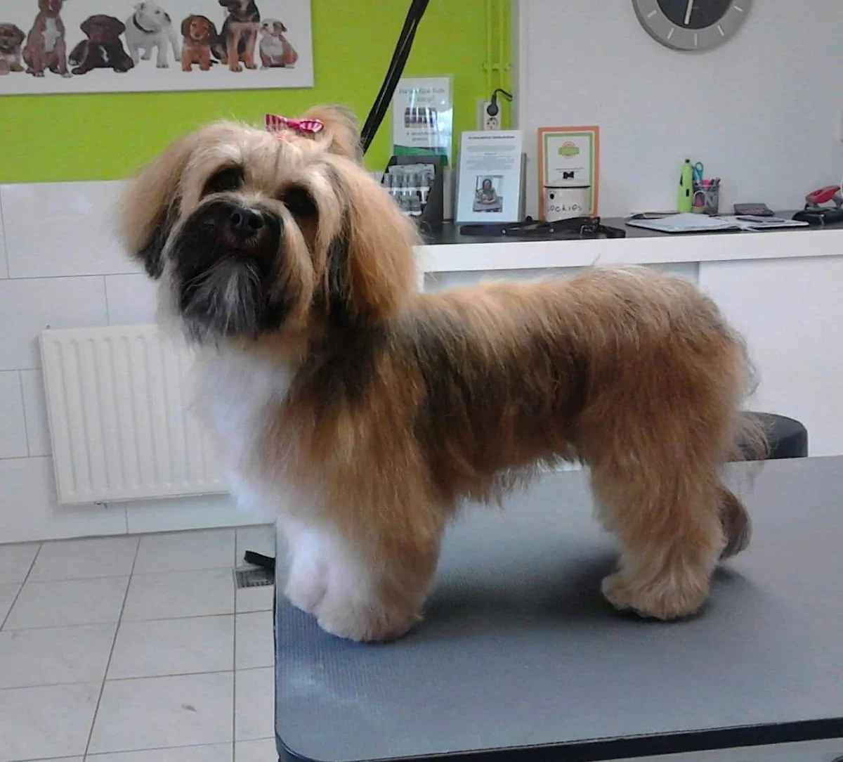 Trimsalon de Betuwe🐩